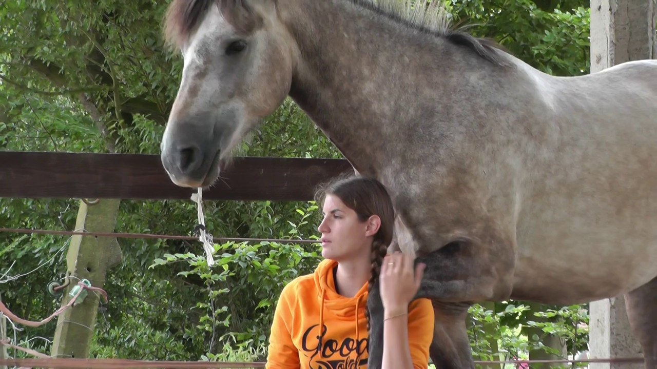 Rêver le Cheval...