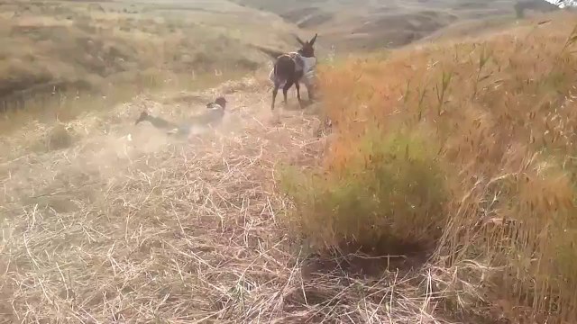 Kamera şakası değil gerçek