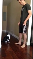 Kucak Açan Sevimli Kedi