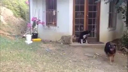 Yavru Aslandan Korkan Köpek