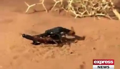 Scorpion vs Scorpion