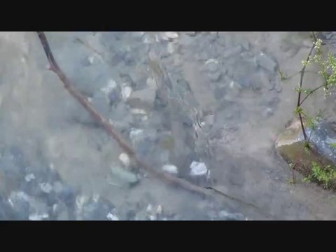 Truite cannibale dans un ruisseau des Alpes