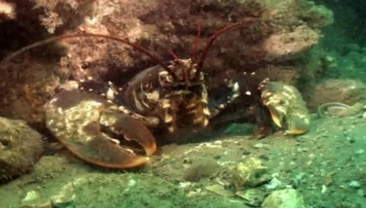 BBC Coast S02E01 - Dover to Isle of White