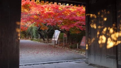 龍安寺＠京都の画像集　Ryuan-ji in Kyoto