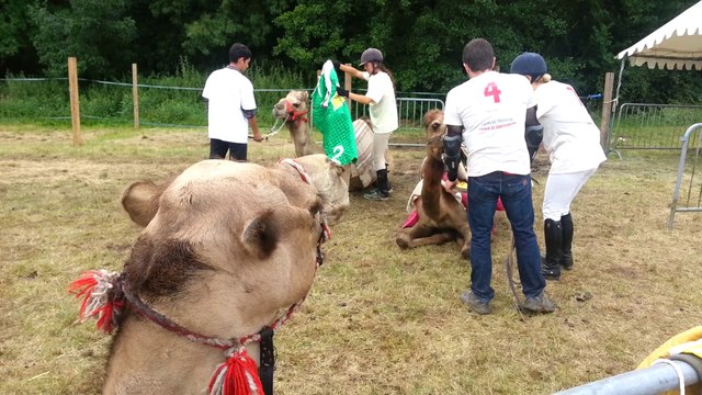 Dromadaires à La Chartre sur le Loir - préparation des montures