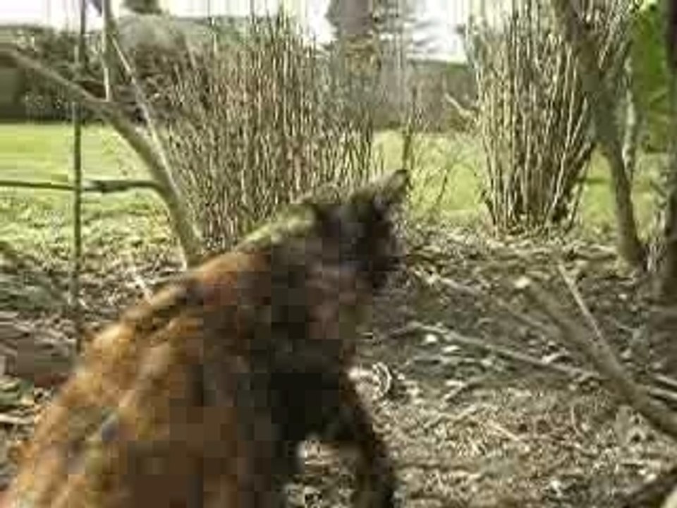 Les chats dans le jardin