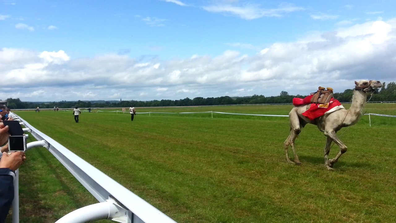 Dromadaires à La Chartre sur le Loir - la course