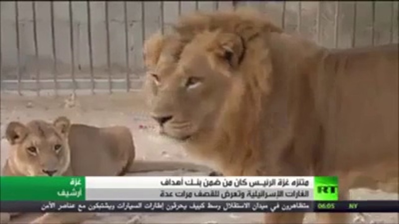إسرائيل تقصف حديقة الحيوانات الوحيدة في غزة ...