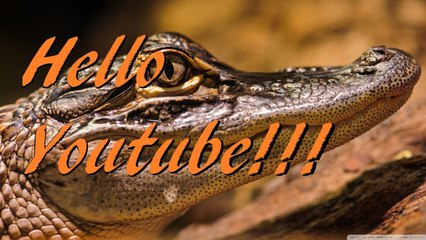 alligators make great pets (Parody)