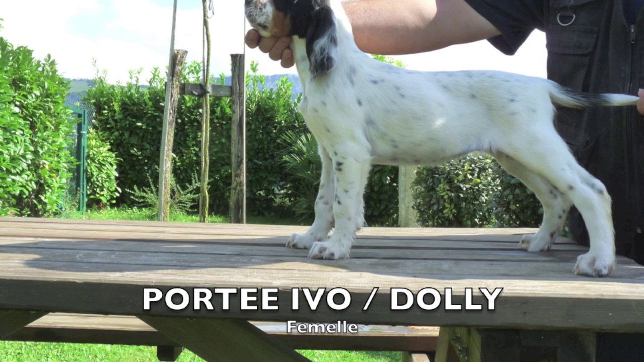 Les chiots de la portée d'Ivo et de Dolly.