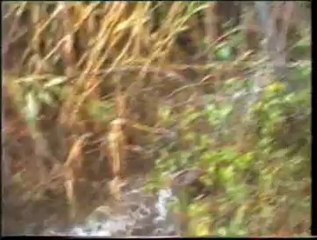 Moínho do Espadanal a Laborar em 2000