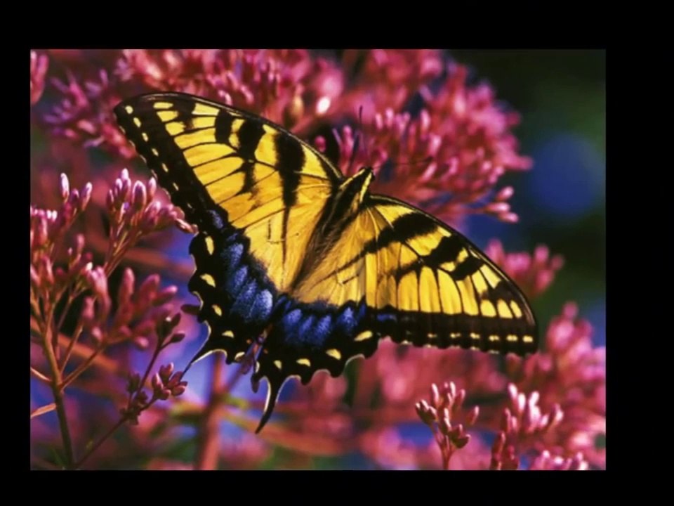 SWEET  HOME  ALABAMA