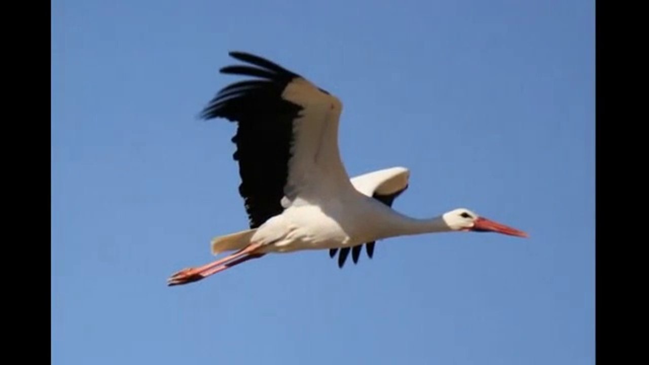 Poland is beautiful    - music - Andrzej Kurylewicz.