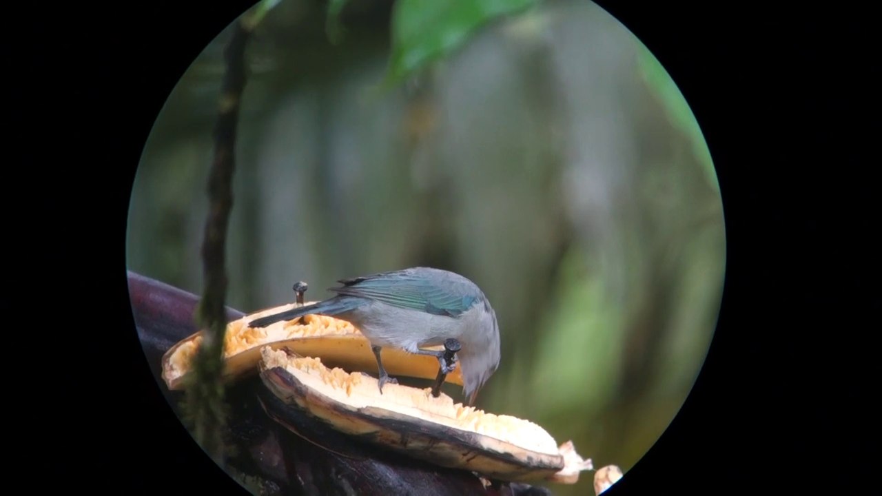 tangara bleu-gris