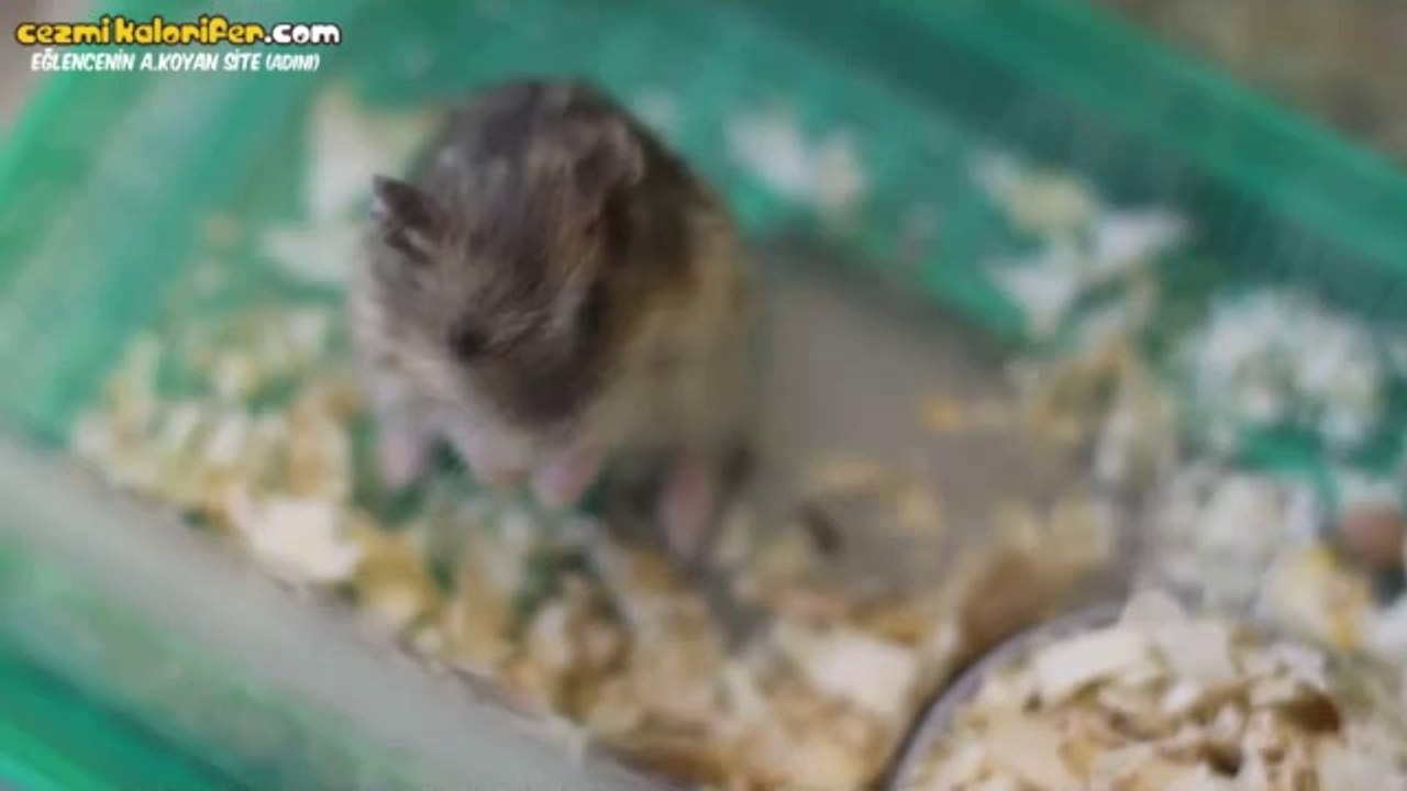 Hamsterlara Ateş Etmek