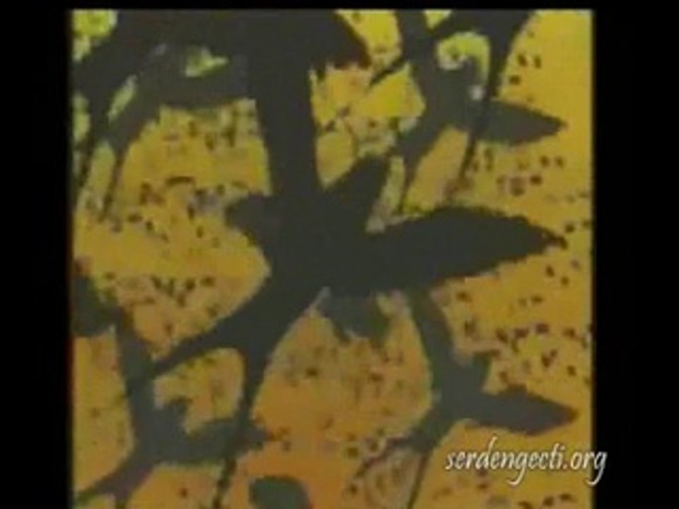 52 gün - Dursun Ali Erzincanlı