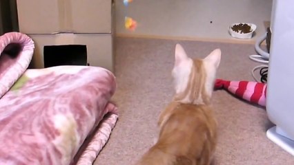 エンゼルマンチカンが立ち上がり矯正歯科猫パンチの連打 Munchkin Cat stands up and punches it