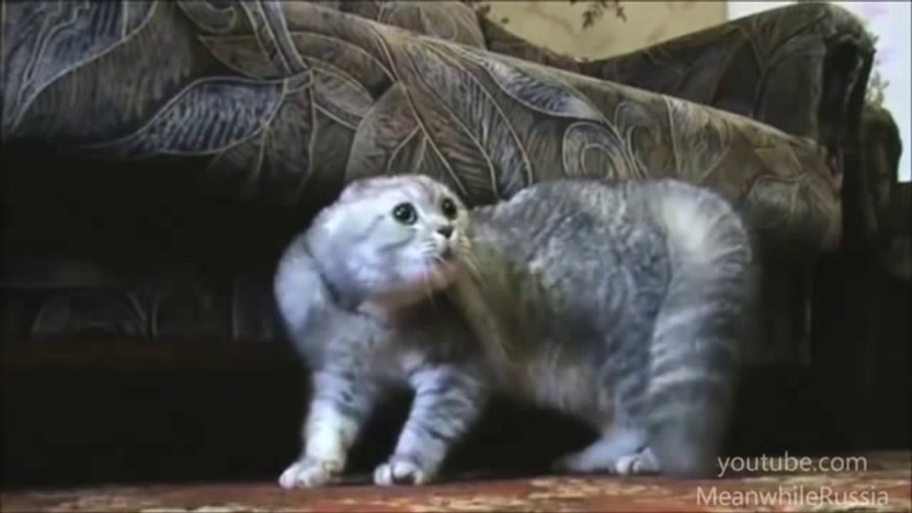 Cats talking - Funny Compilation - wegschmeiss.de