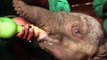 Baby Elephant 'Ndotto' Rescued After Wandering Away From Family