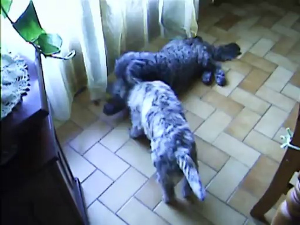 suite jeu de midi