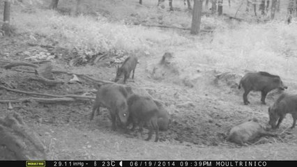 8 sangliers se bousculent pour un peu de boue