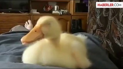 Horlayarak Uyuyan Ördek Yavrusu