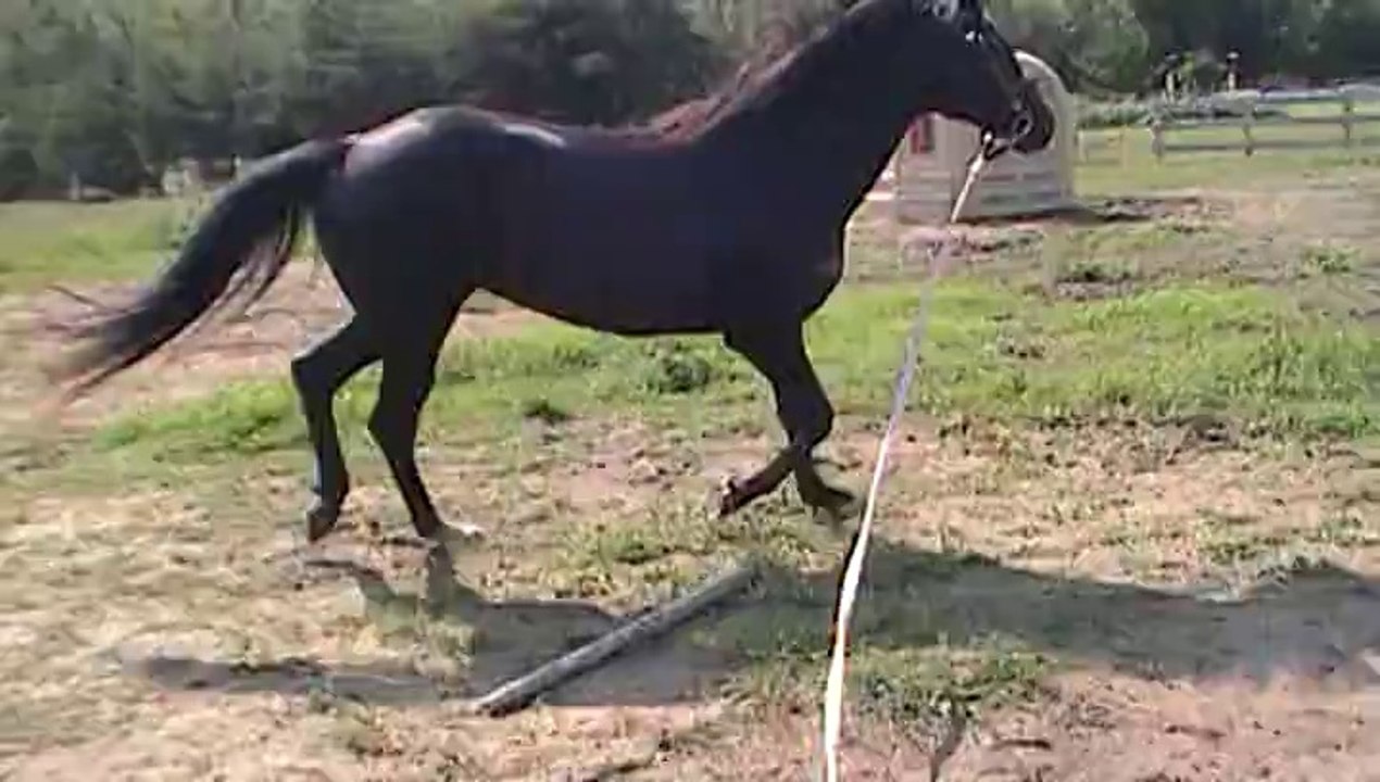 Jazira et Henri