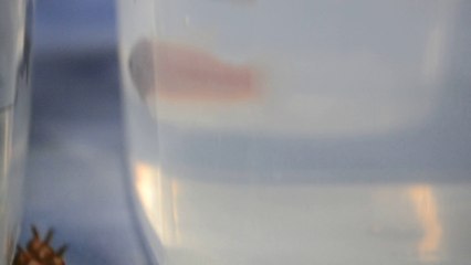 Mâle plakat 45 et 48 et femelles 4 et 21 a vendre