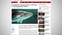Mexican Cartels Are Selling Fish Bladders Now
