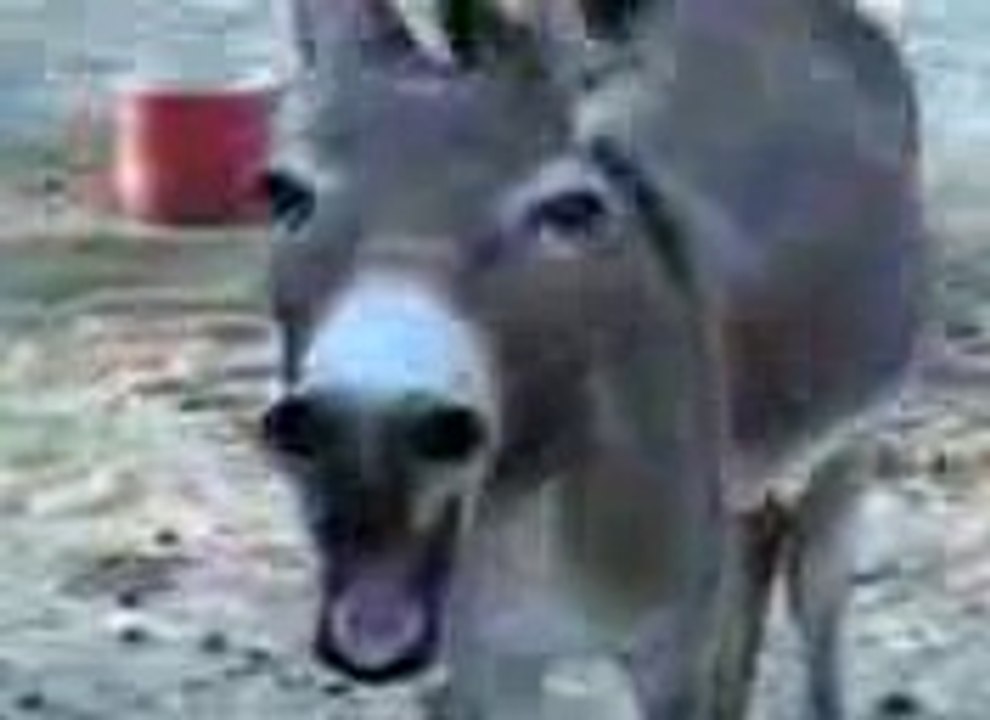 Donkey laugh