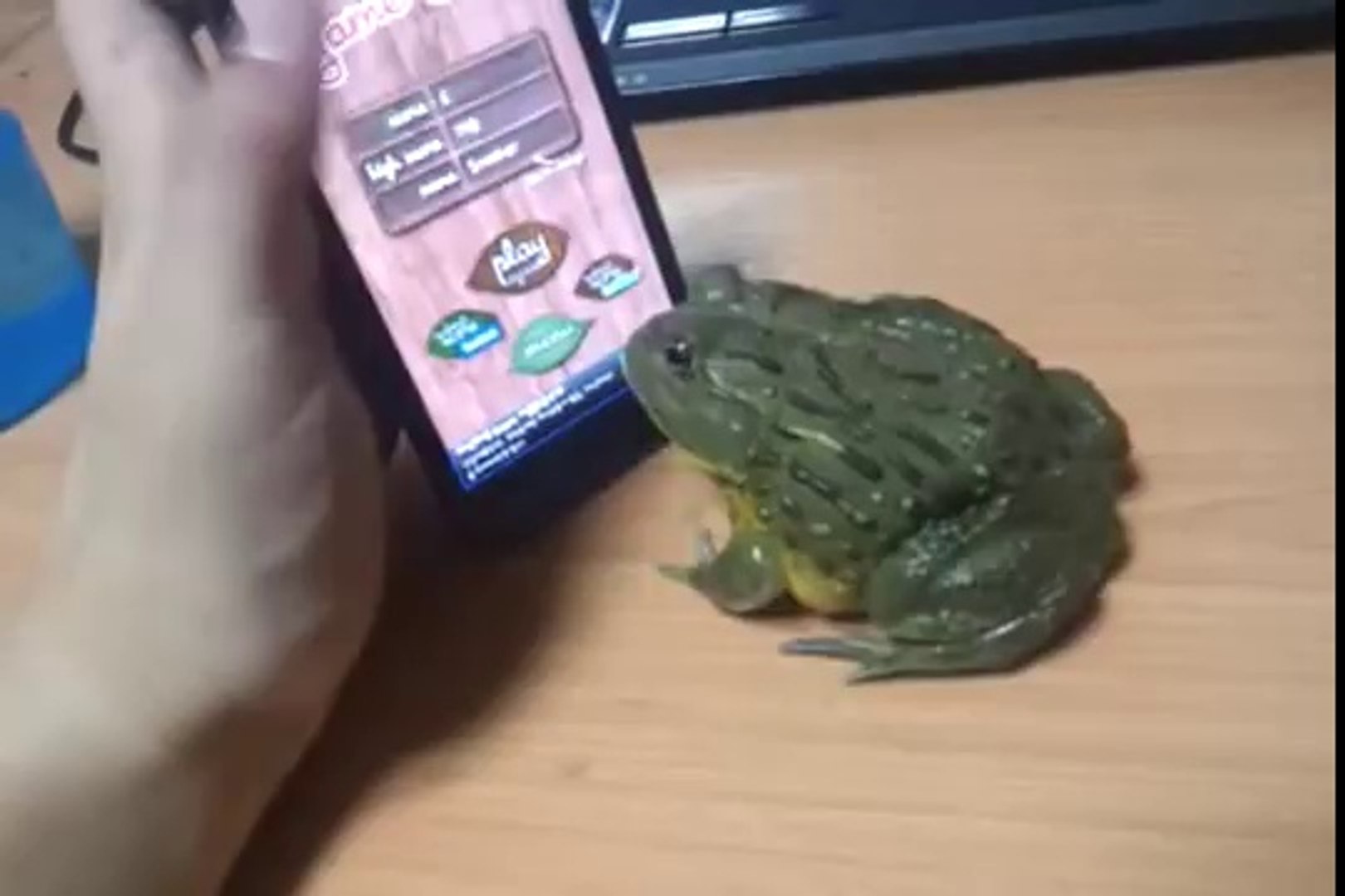 ⁣Frog playing mobile game