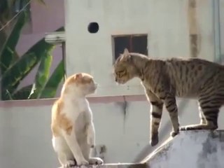 Comedy -  Real Cat Fight