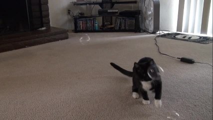 Determined cat loves to pop bubbles