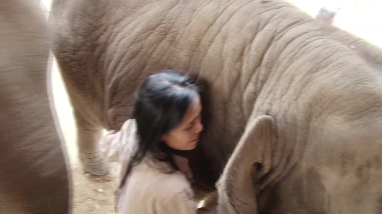 Elephant shows affection for human friend