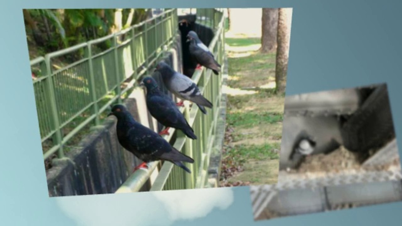 Pigeon Proofing and Bird Control in London