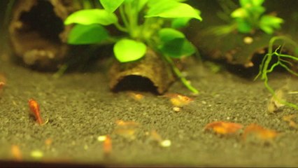 nurserie corydoras panda / red cherry