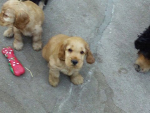 110_0191 Portée de Cockers Anglais