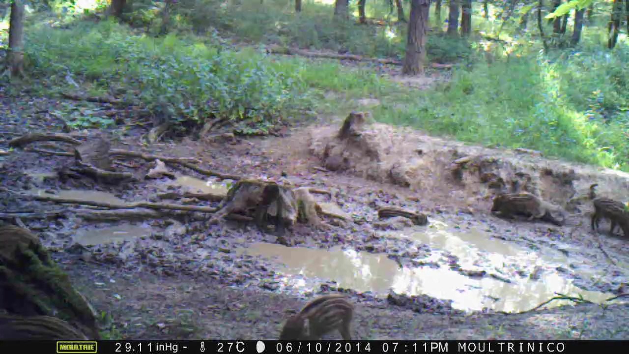 4 sangliers et nombreux marcassins