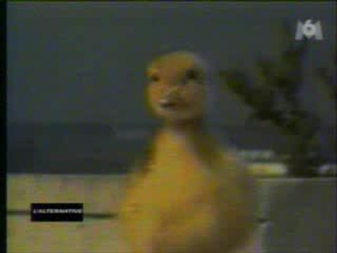 les rabbins volant CoinCoin