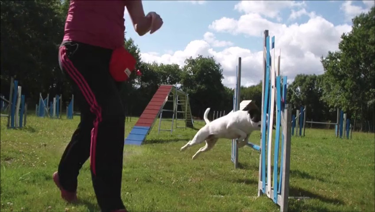 2014-08-02 Eclipse Running Dogwalk : back to the agility field !
