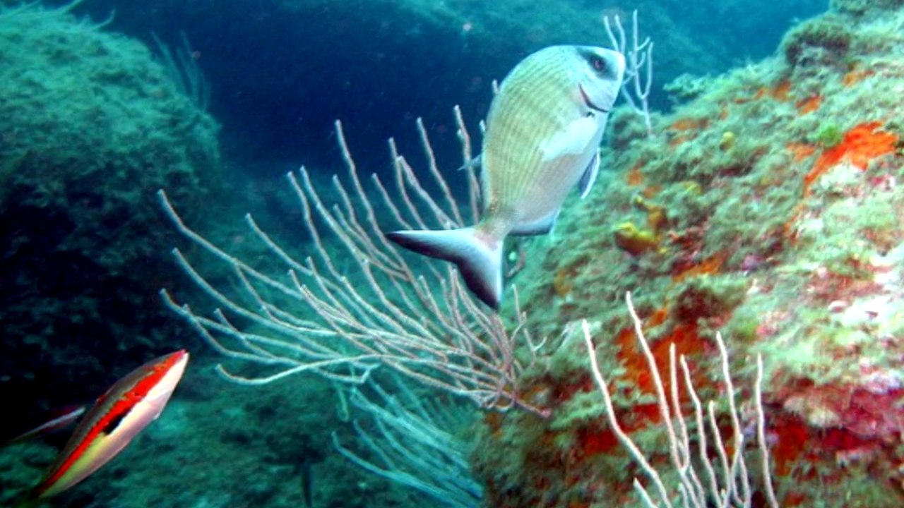 Salvemos el Mediterráneo - Save the Mediterranean