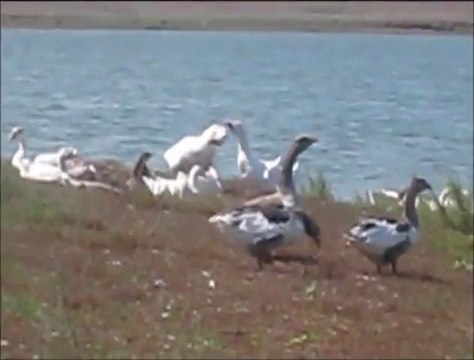 Жили у бабуси два весёлых гуся