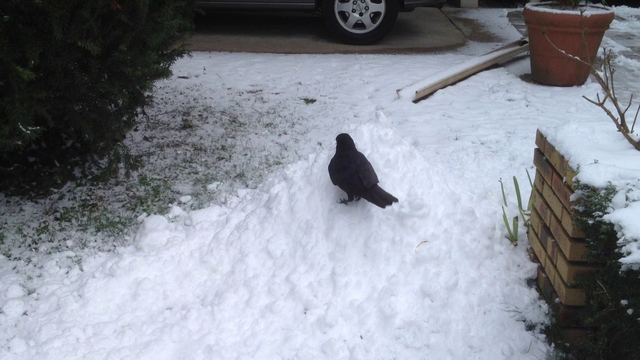 Corby première neige