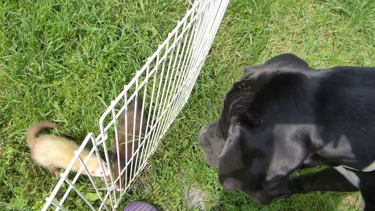 LES FURETS ZEN 2 furets en folie !