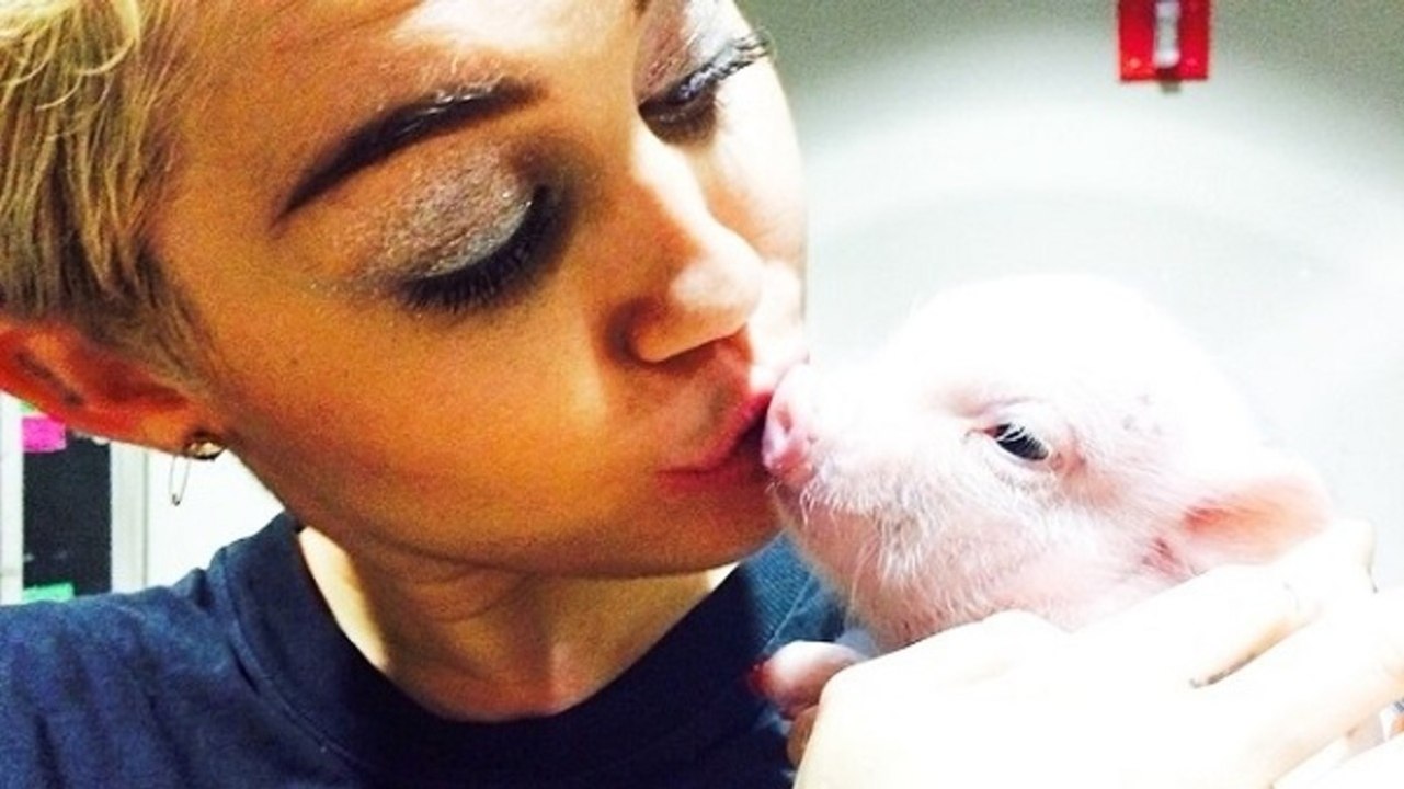 Miley Cyrus Gets a New Pet - Weekend Recap