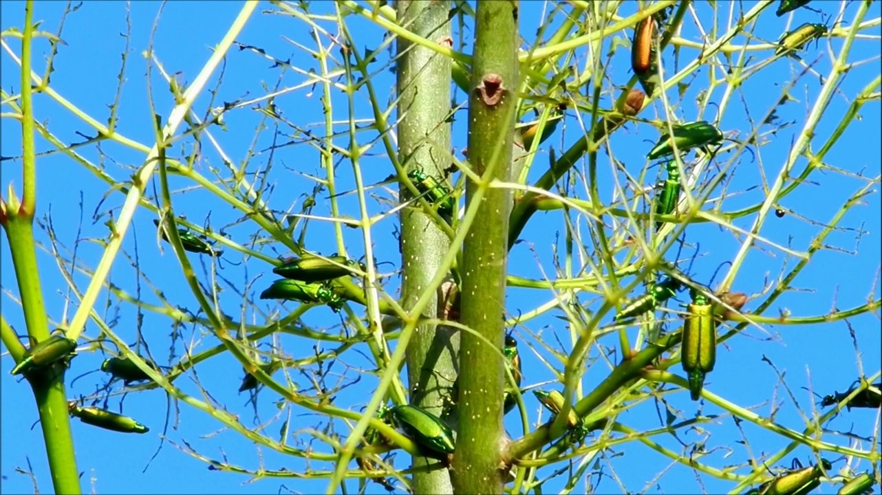 Cantharides officinales