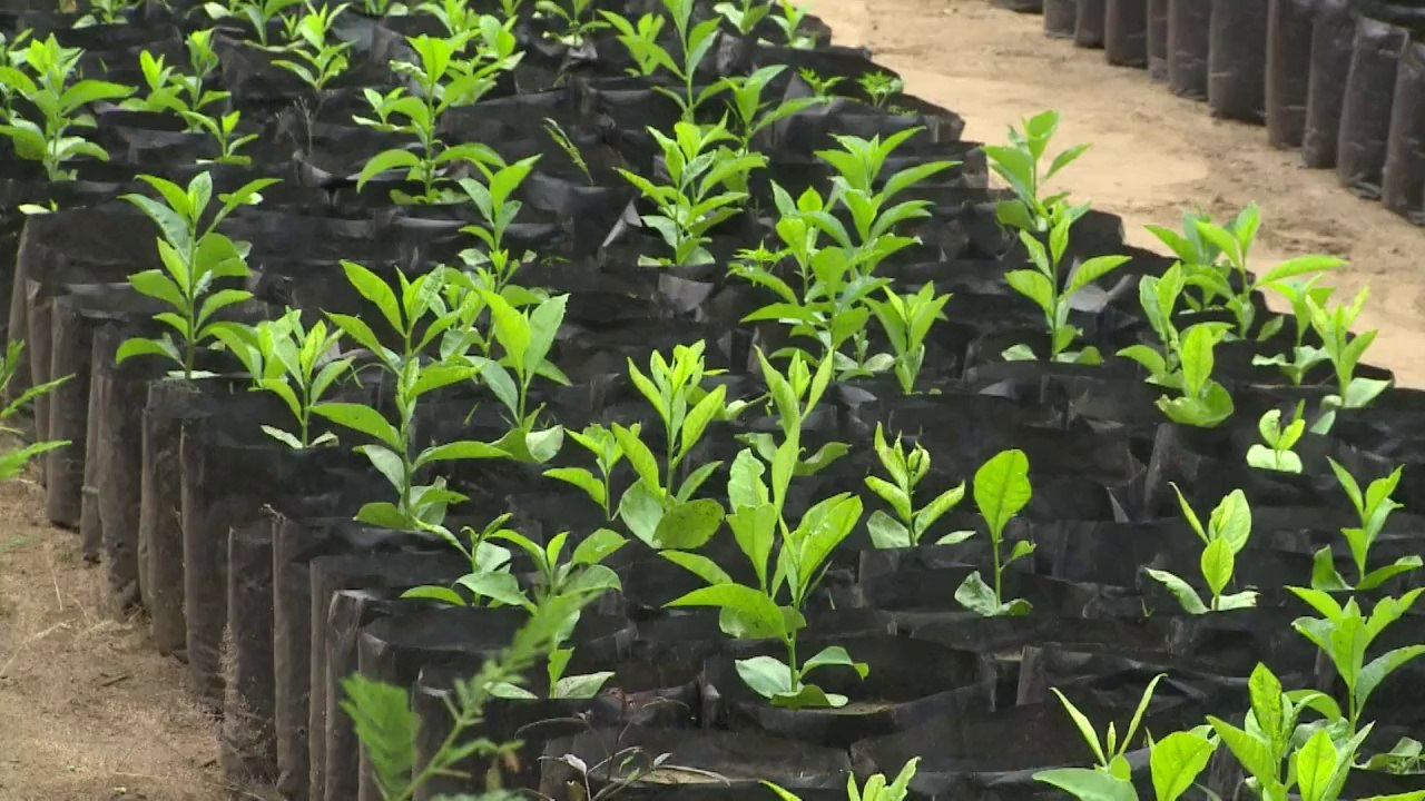 Ayudar al medioambiente, un trabajo en Kenia