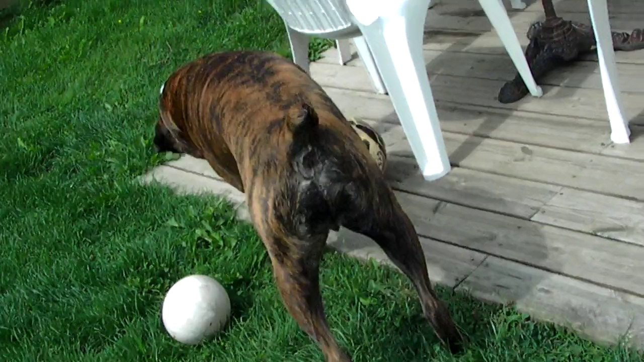 Elliot, roi du ballon!