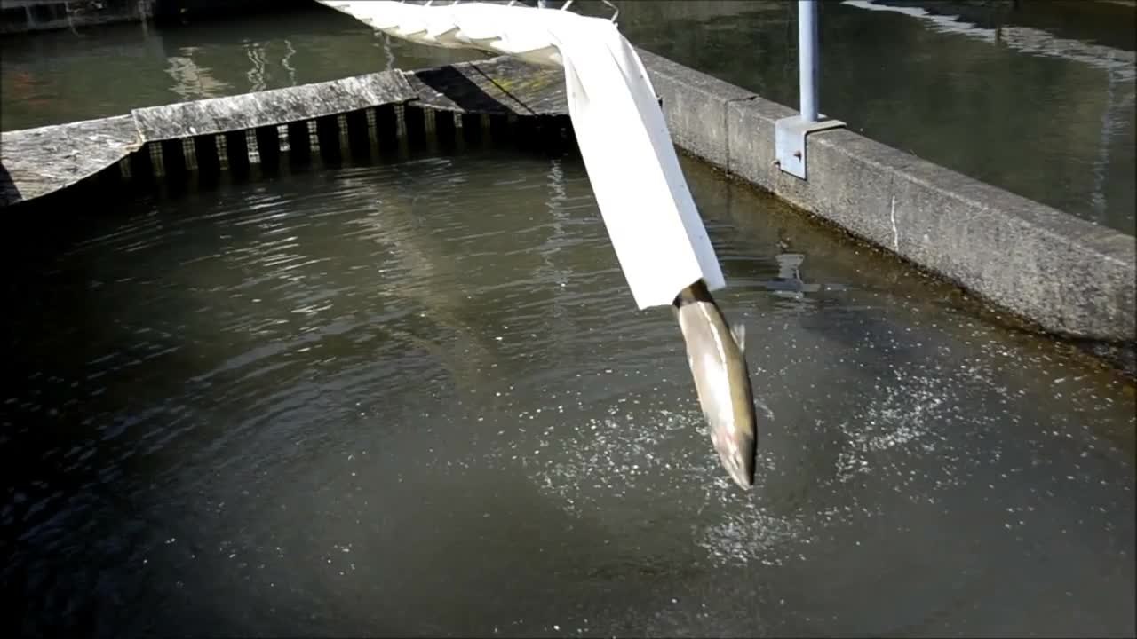 Hydrovision 2014 - Whooshh Fish