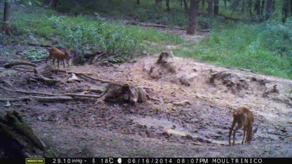 2 chevreuils femelles